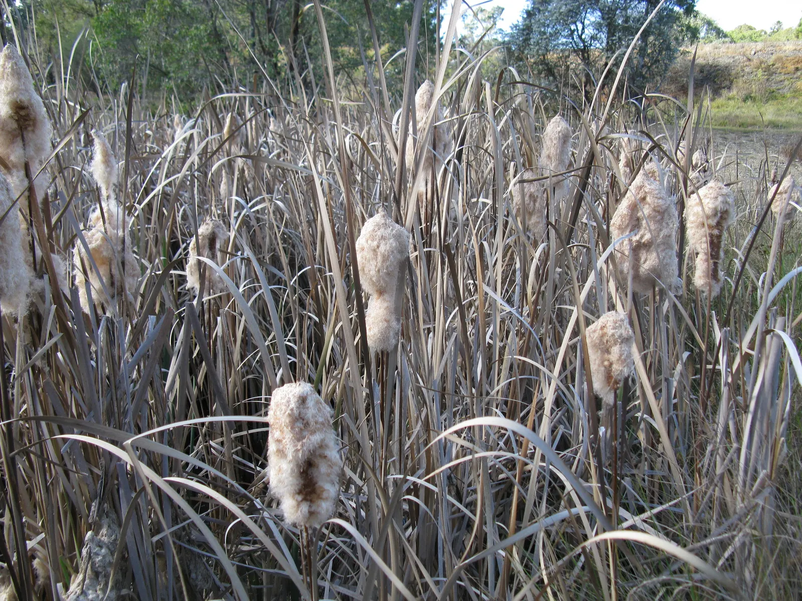 Tule (Typha Domingensis) — they should be planted in full sun to part shade in wet soil or up to 1.5 feet of standing water; due to their vigorous nature