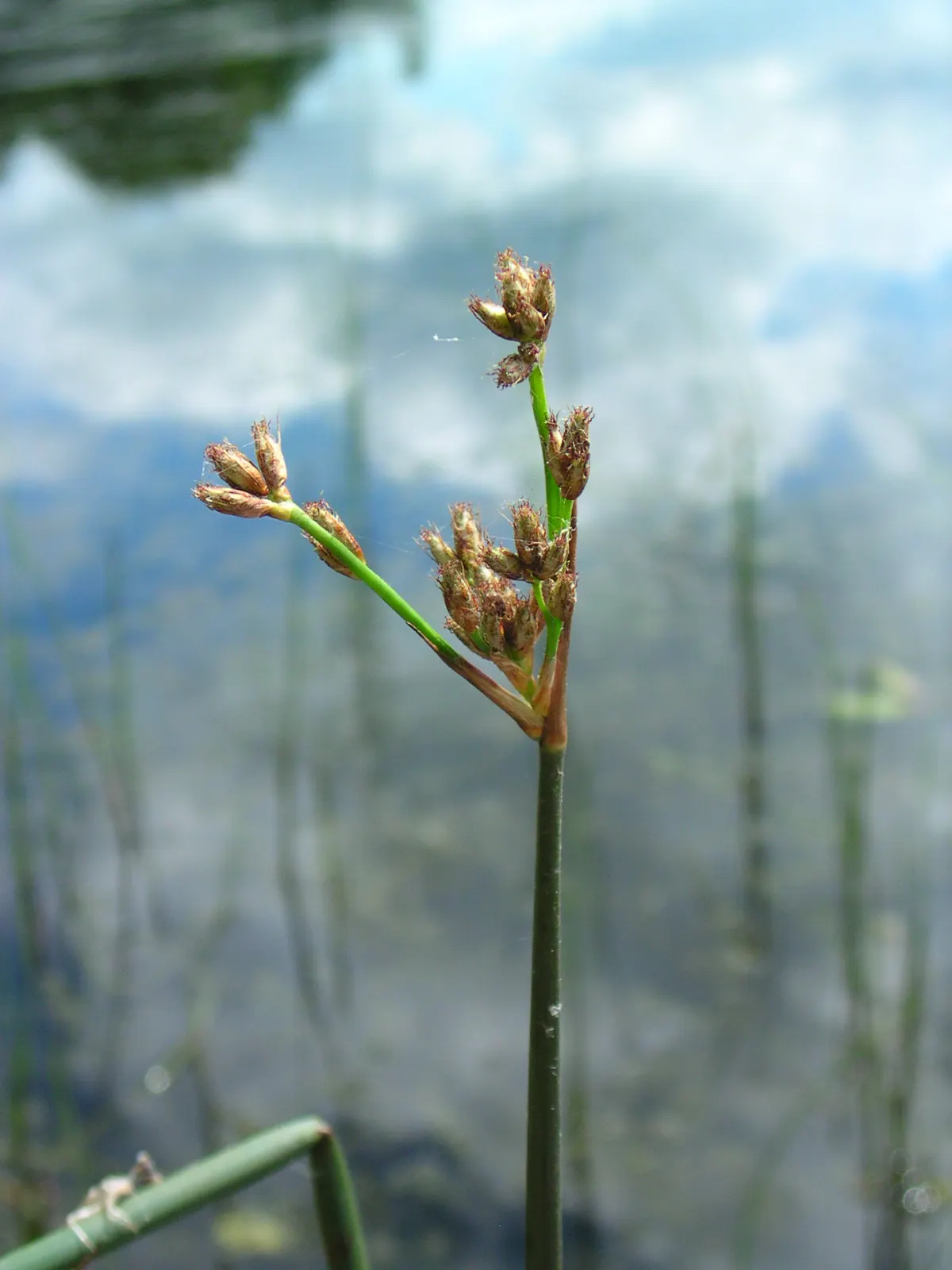 Tule (Typha Domingensis) — they should be planted in full sun to part shade in wet soil or up to 1.5 feet of standing water