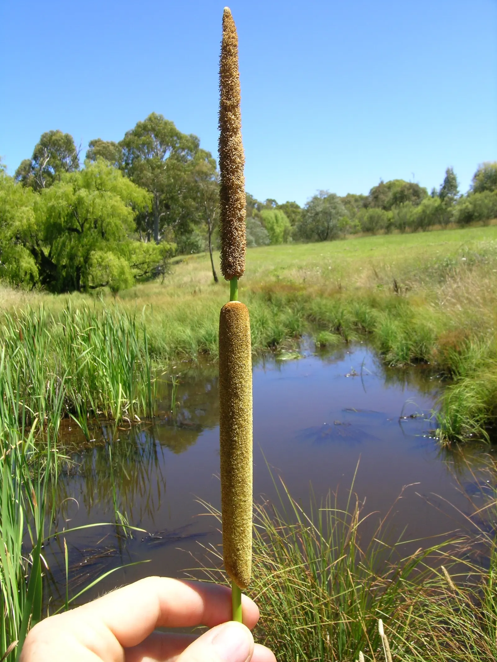 Tule (Typha Domingensis) — With a spread of 3 to 6 feet, these plants require ample space to accommodate their growth habit; this robust perennial stands tall