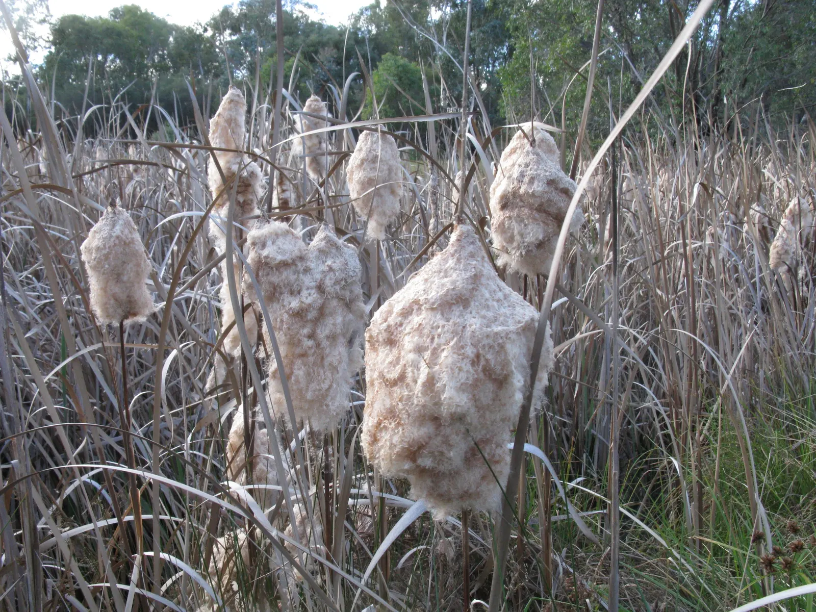 Tule (Typha Domingensis) — due to their vigorous nature