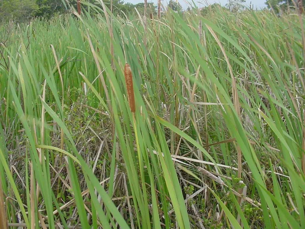 Tule (Typha Domingensis) — making it ideal for water features and riparian zones