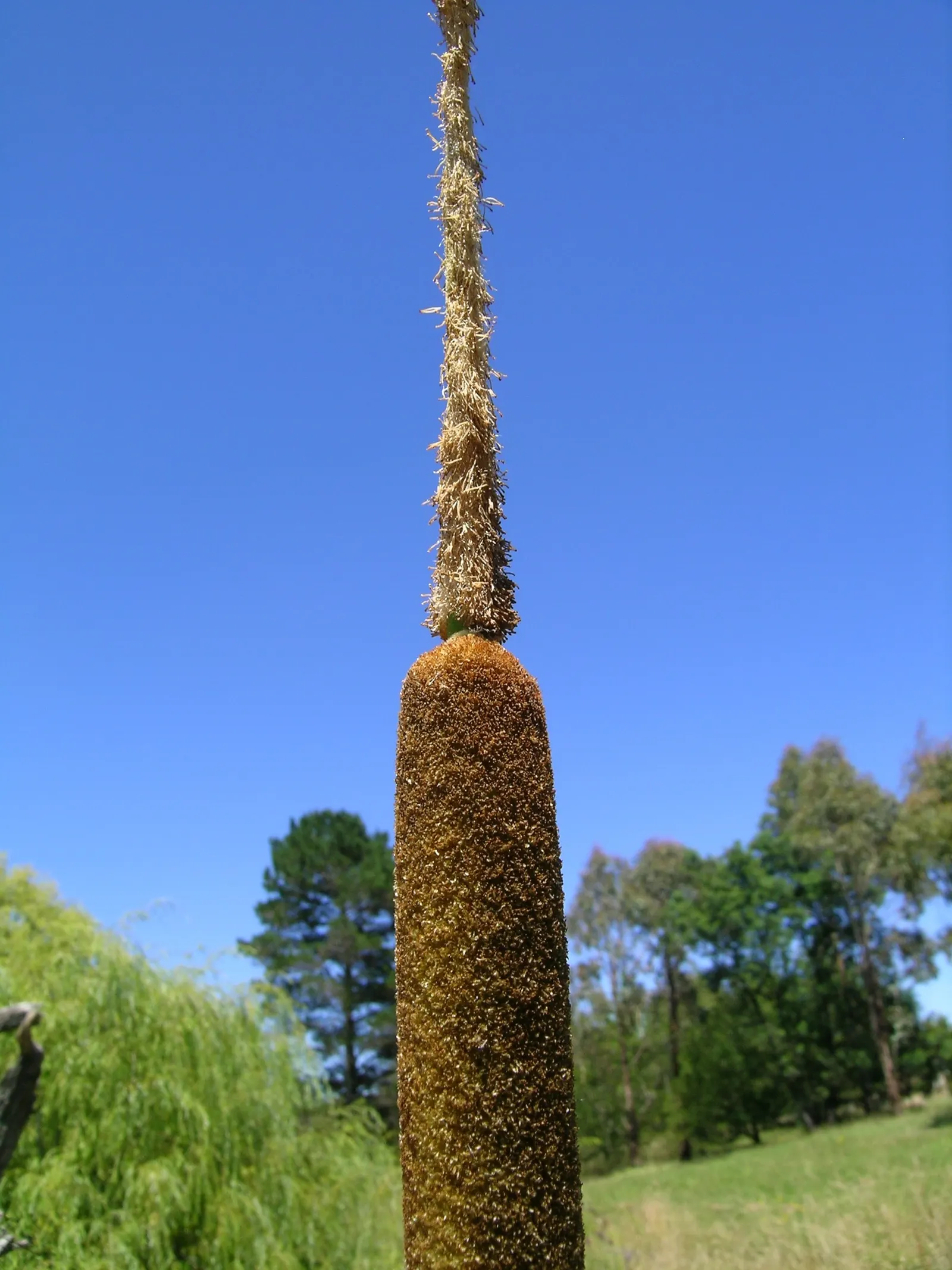 Tule (Typha Domingensis) — The Tule, or Typha domingensis, is a robust perennial marsh plant reaching heights of 4 to 6 feet; making it ideal for, image 49