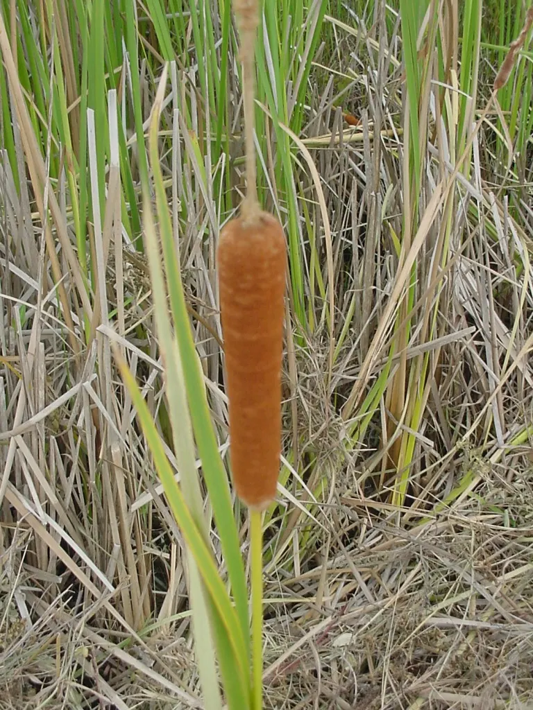 Tule (Typha Domingensis) — making it ideal for water features and riparian zones; the Tule, or Typha domingensis, is a robust perennial marsh plant reaching