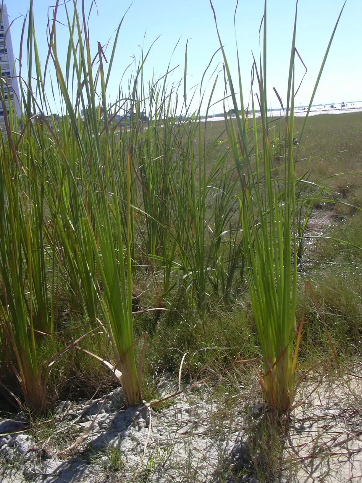 Tule (Typha Domingensis) — aquatic / perennial with white blooms