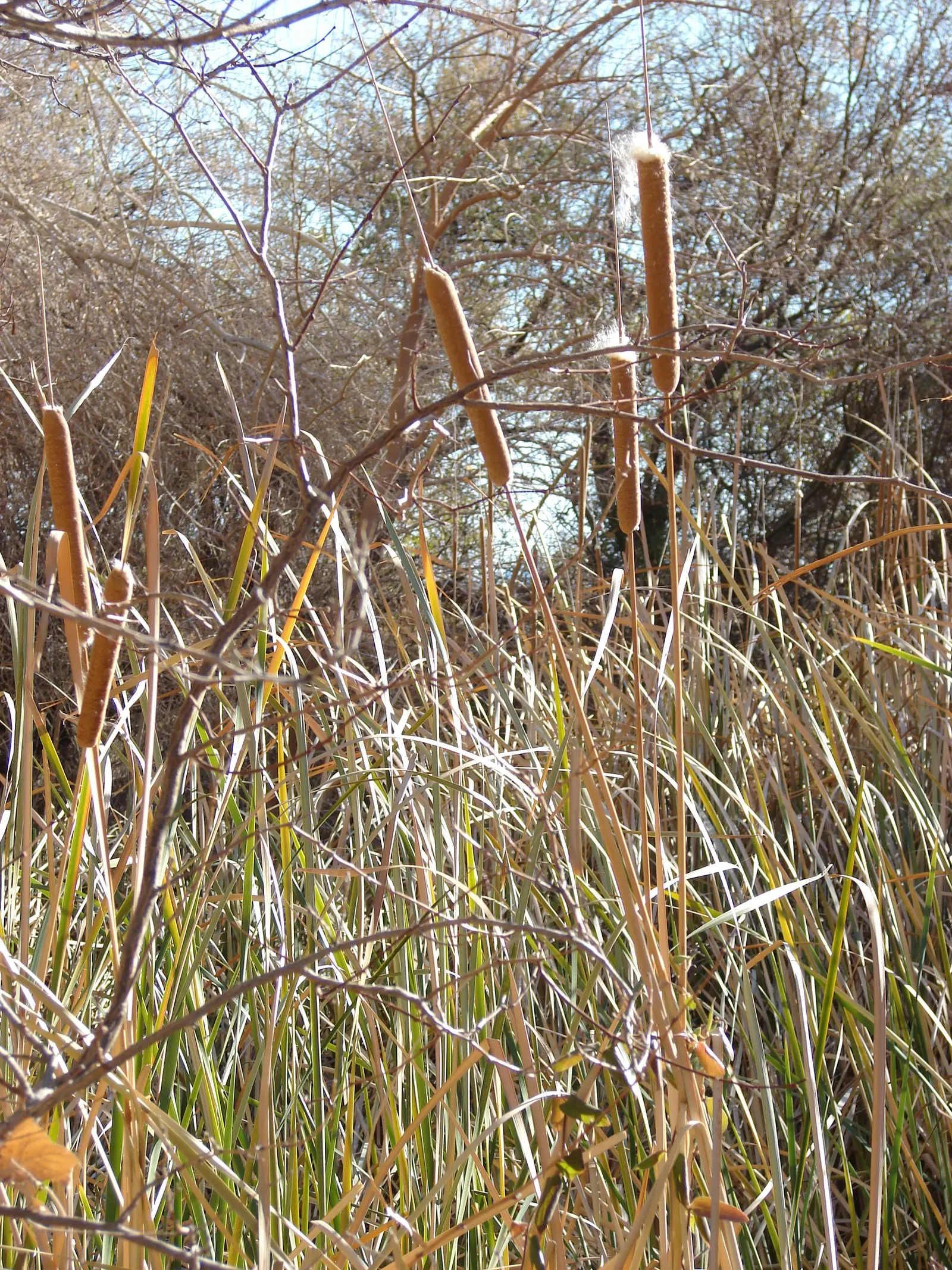 Tule (Typha Domingensis) — Blooming occurs in late summer