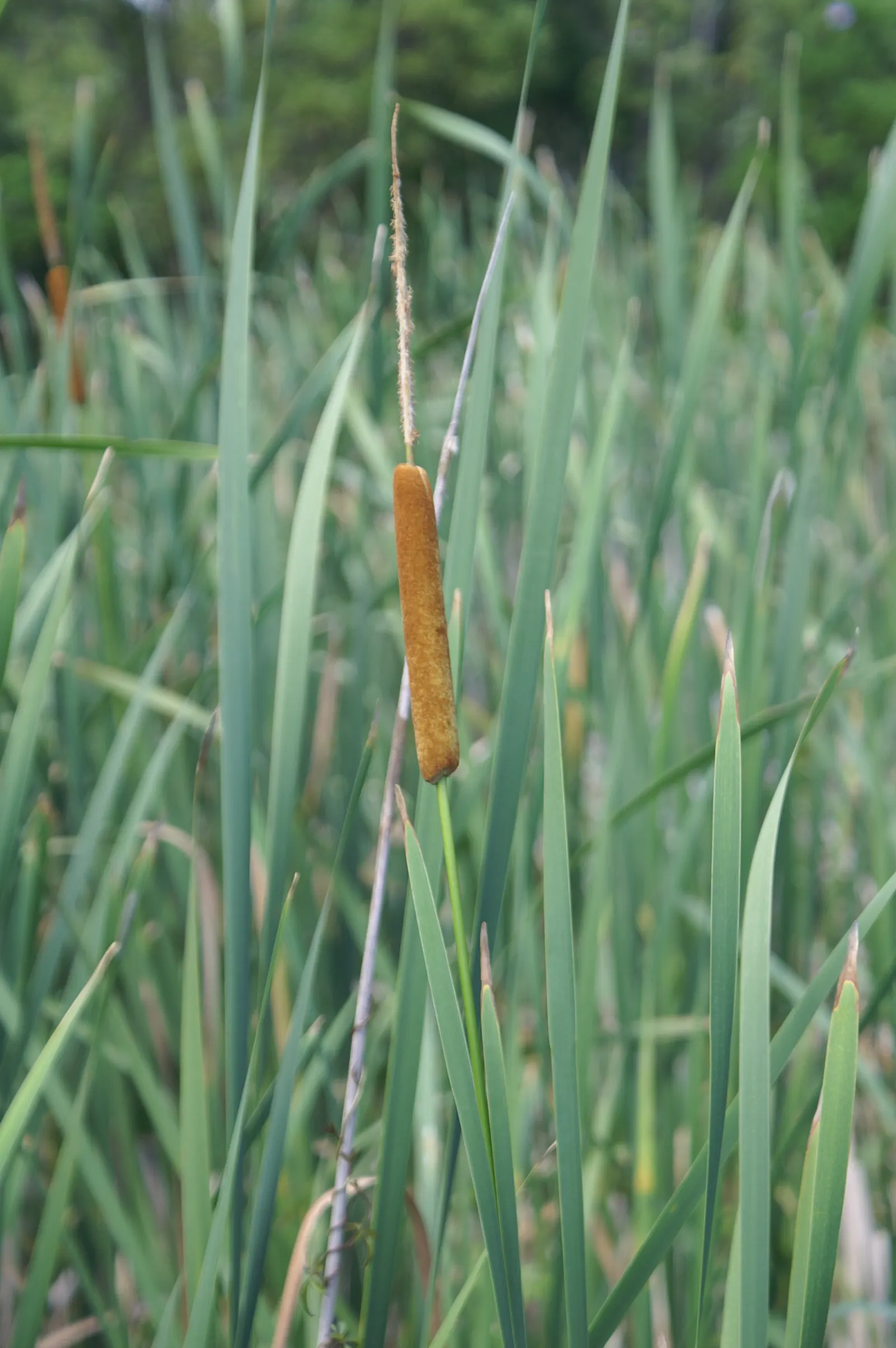 Tule (Typha Domingensis) — It thrives in full sun and can tolerate water depths up to 1 foot