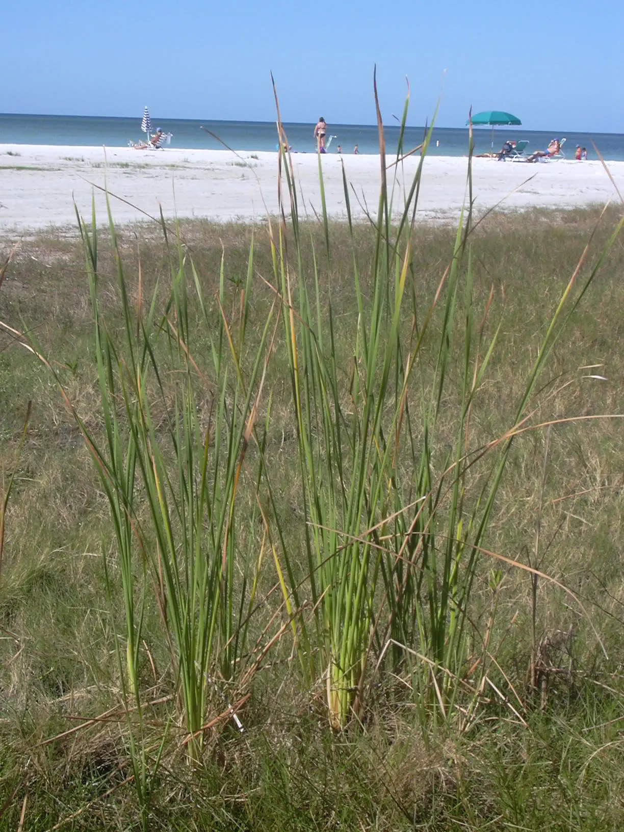 Tule (Typha Domingensis) — It thrives in full sun and can tolerate water depths up to 1 foot; reflecting their natural habitat conditions