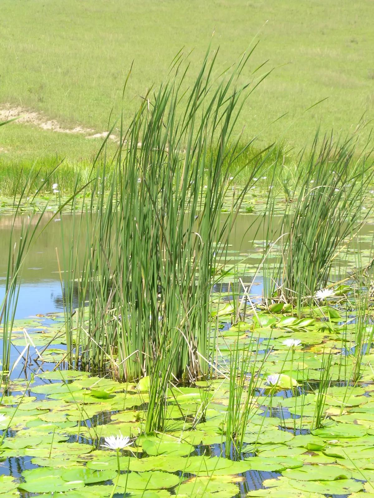 Tule (Typha Domingensis) — offering both aesthetic appeal and ecological benefits; aquatic / perennial with white blooms