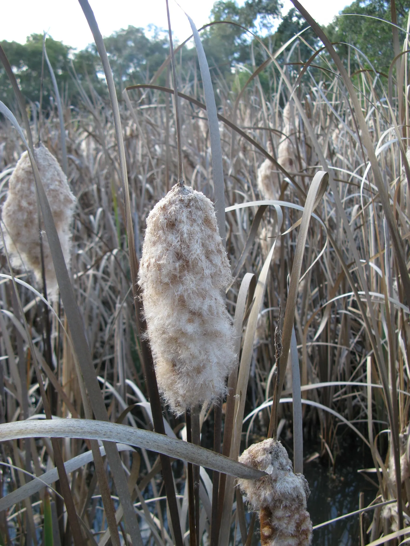 Tule (Typha Domingensis) — Its dense growth provides habitat for wildlife and effective erosion control