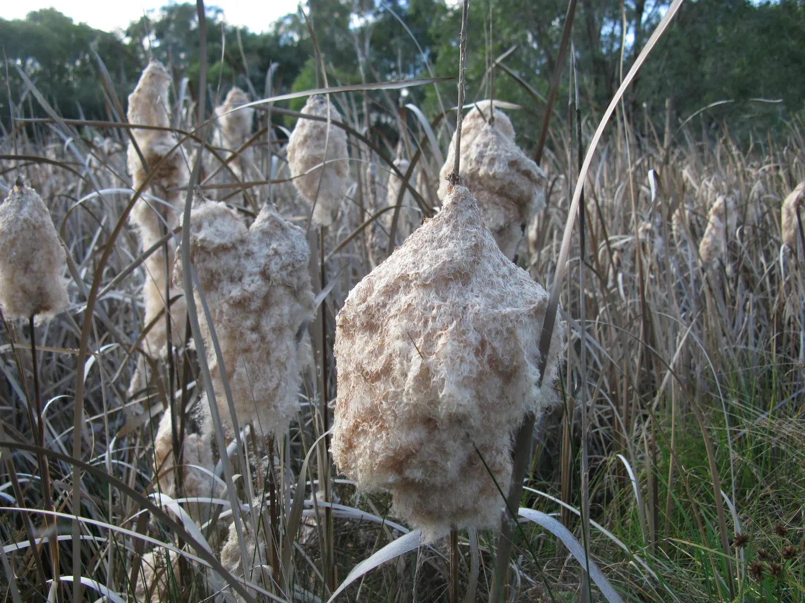 Tule (Typha Domingensis) — Sturdy upright stalks topped with cylindrical brown flower spikes characterize this wetland native; blooming occurs in late summer