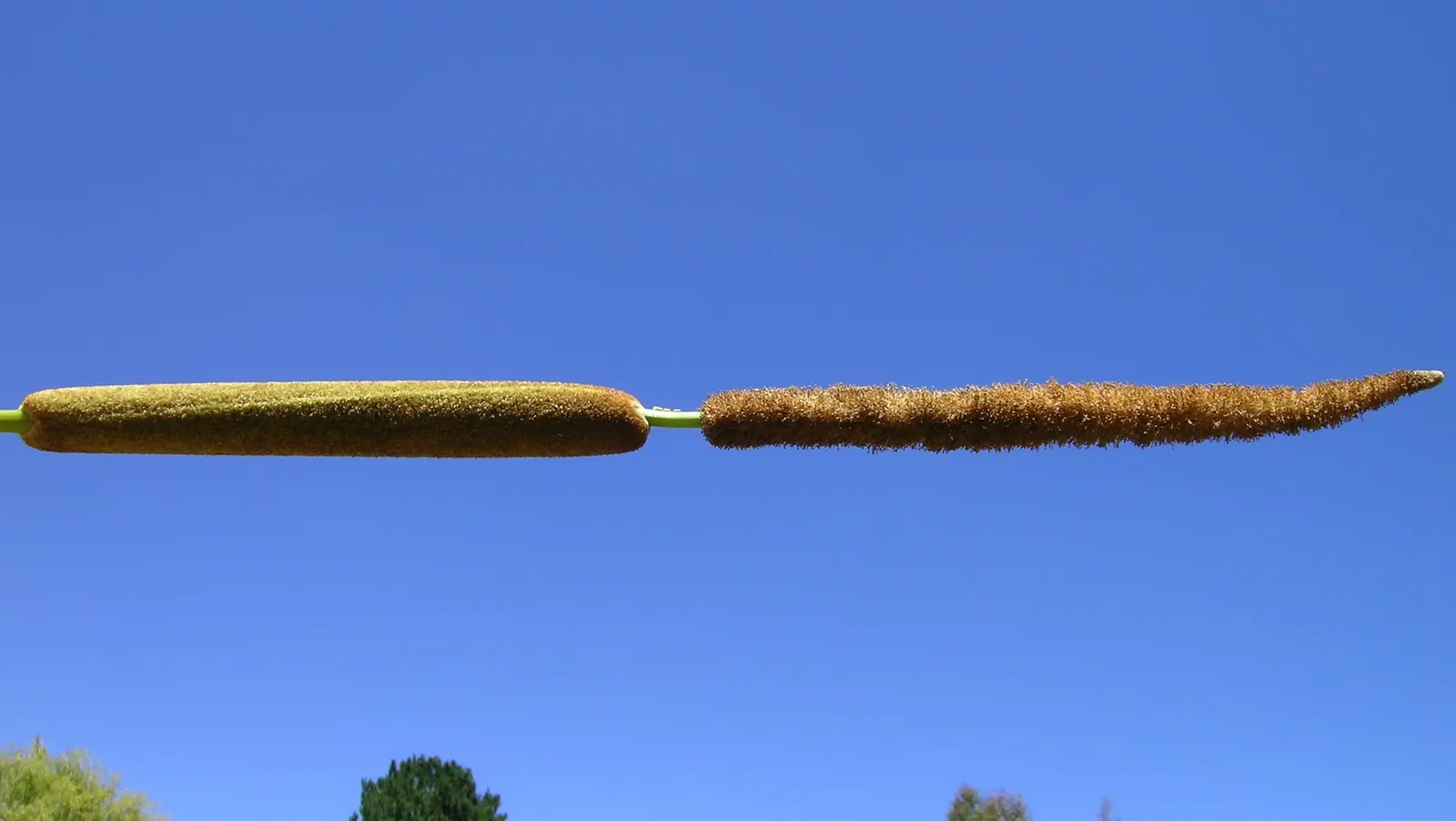 Tule (Typha Domingensis) — and the shallow edges of ponds and lakes; sausage-like female flower spikes are especially notable for their fluffy