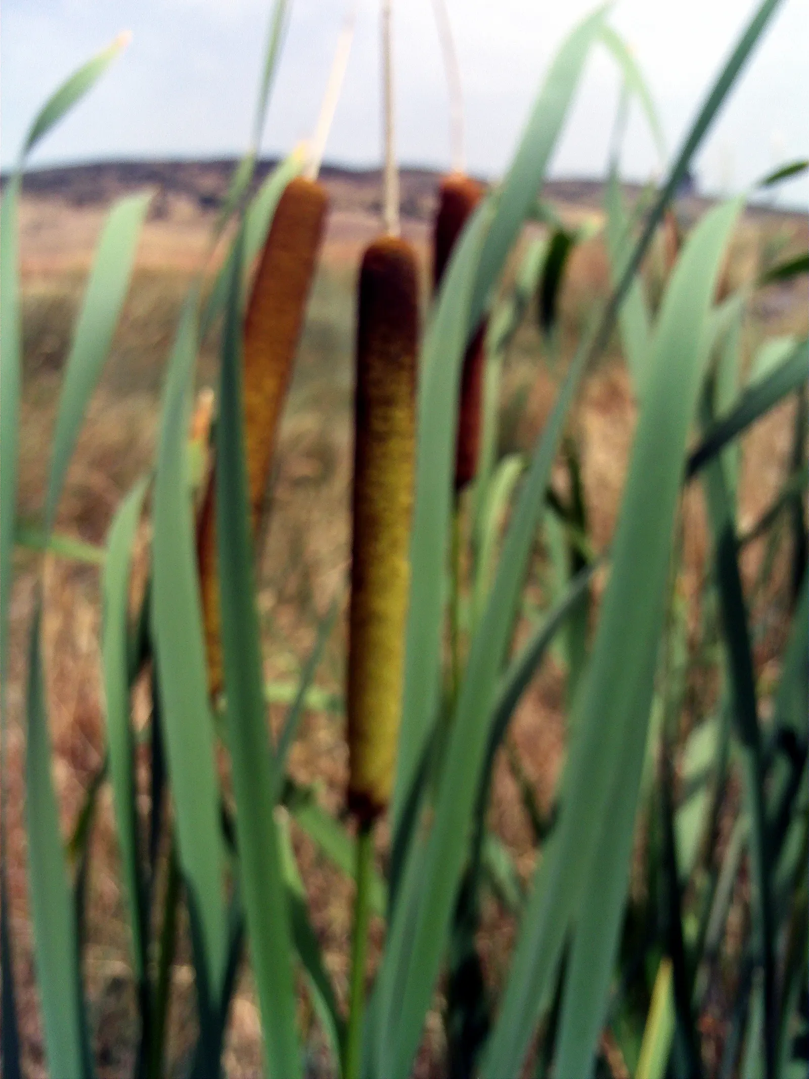 Tule (Typha Domingensis) — often referred to as Southern Cattail