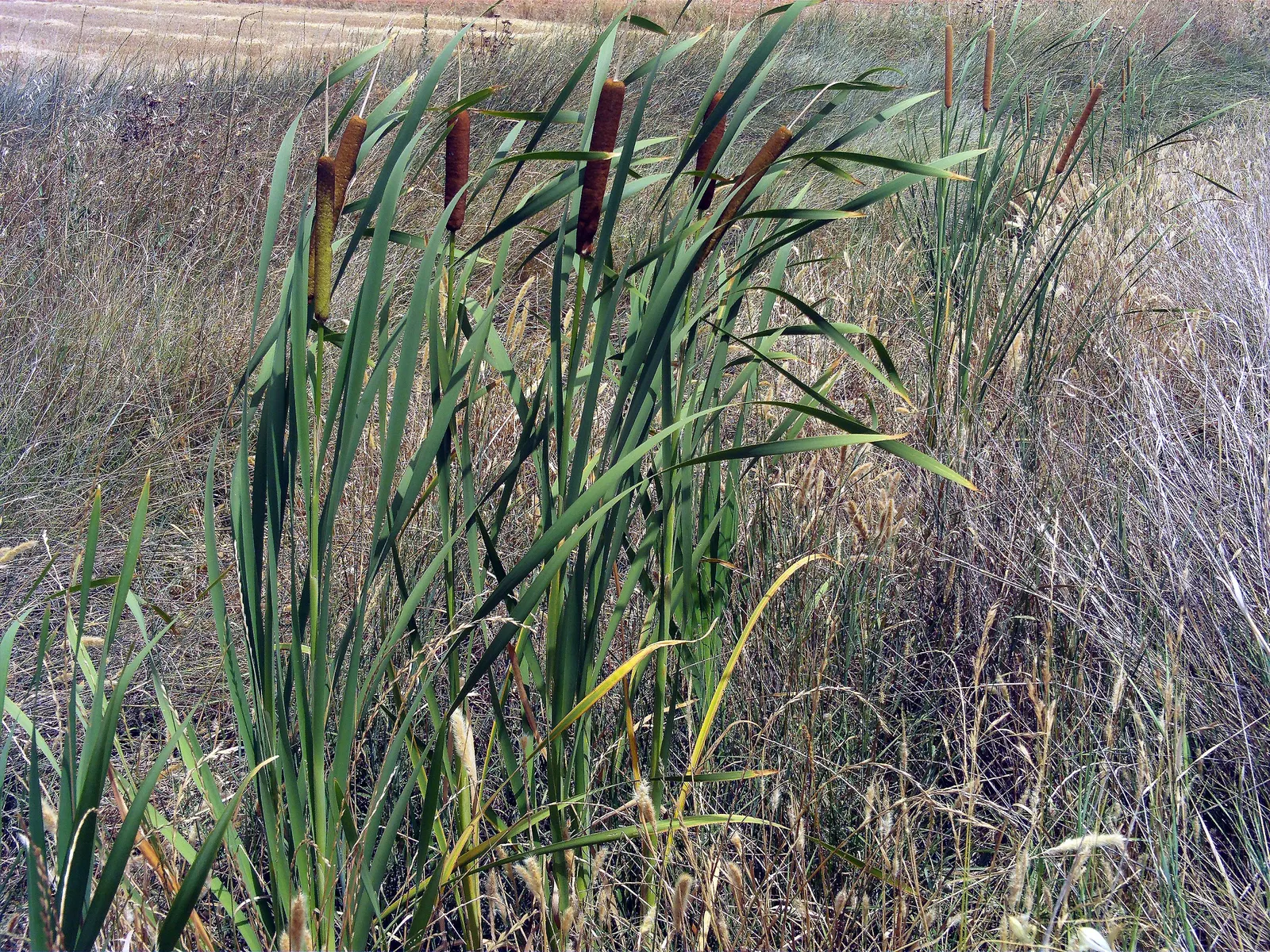 Tule (Typha Domingensis) — Zone 7-11 hardiness ensures broad applicability; vertical element and can be used to craft natural screens or to add greenery along