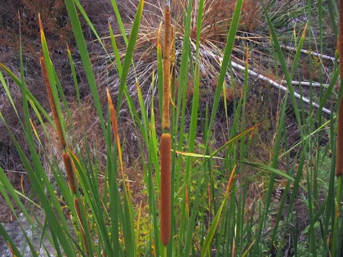 Tule (Typha Domingensis) — and the shallow edges of ponds and lakes