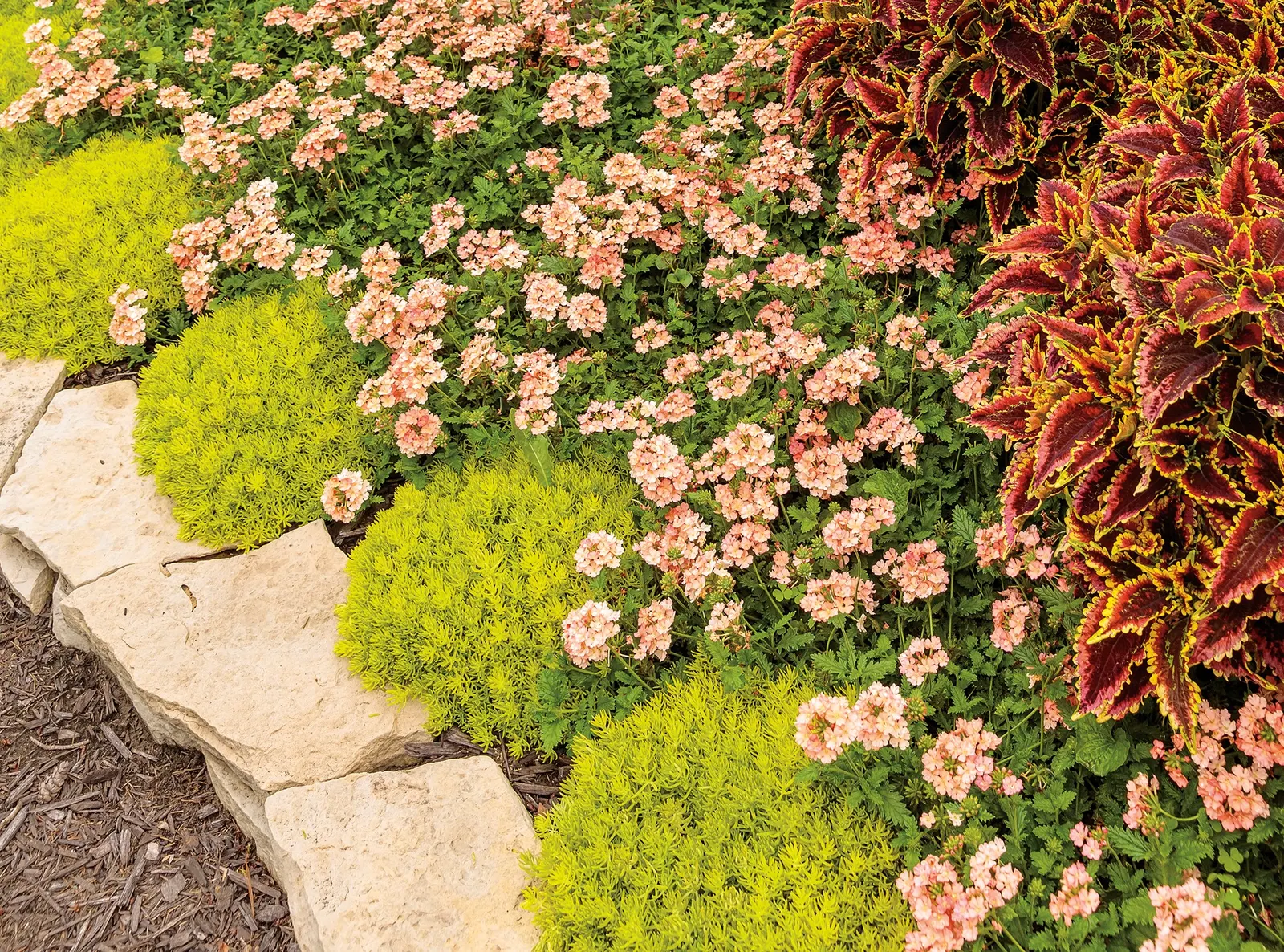 Peachy Keen II Verbena — well-drained soil with average water