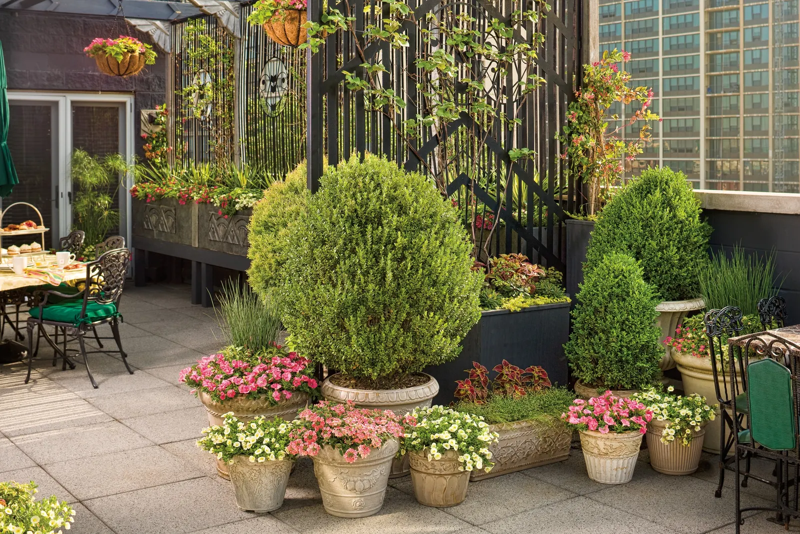 Peachy Keen II Verbena — The plant’s mounding-trailing habit is lush and naturally well-branched