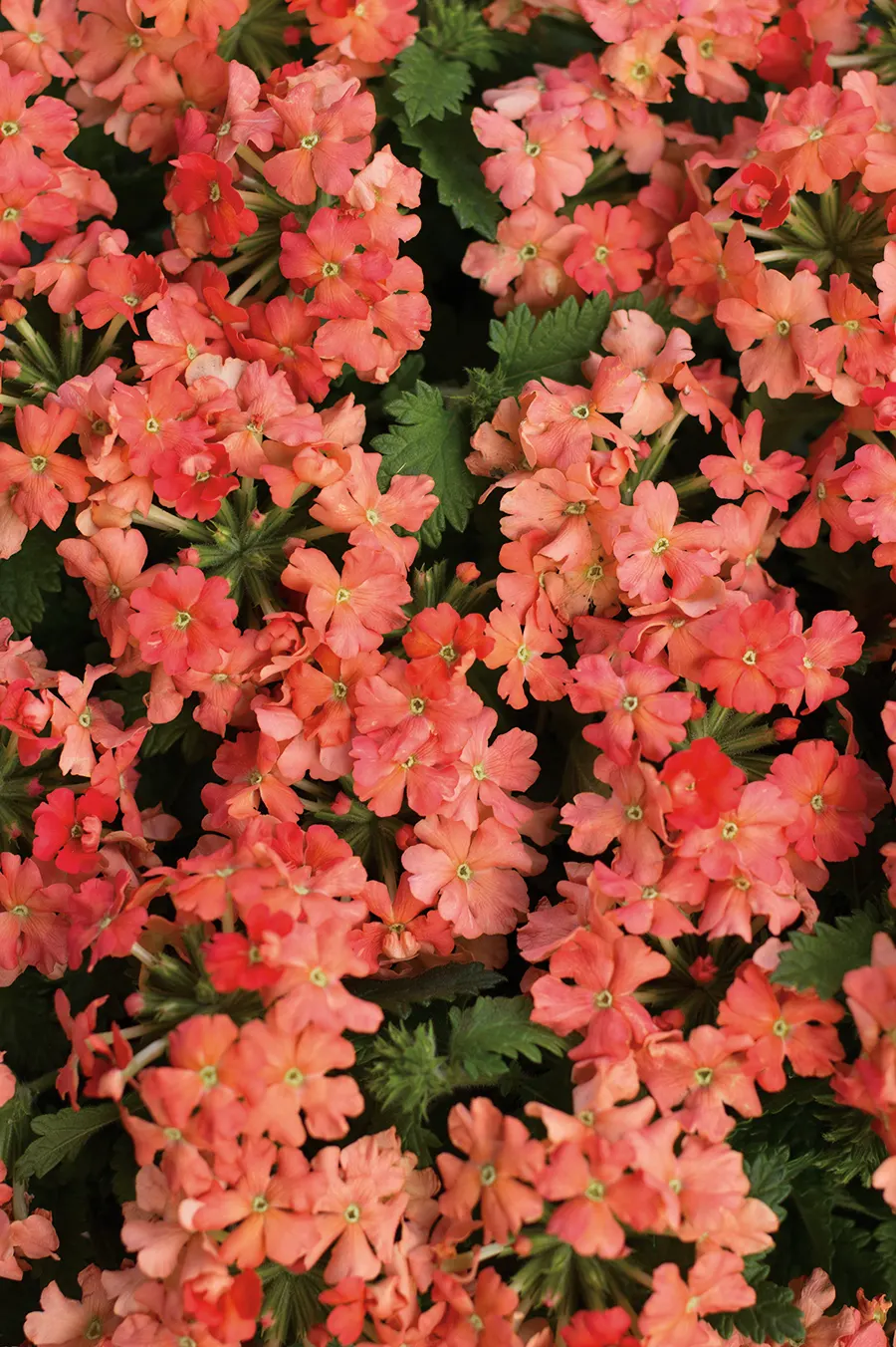 Peachy Keen II Verbena — As part of the vigorous Superbena® line, it offers strong heat and mildew tolerance