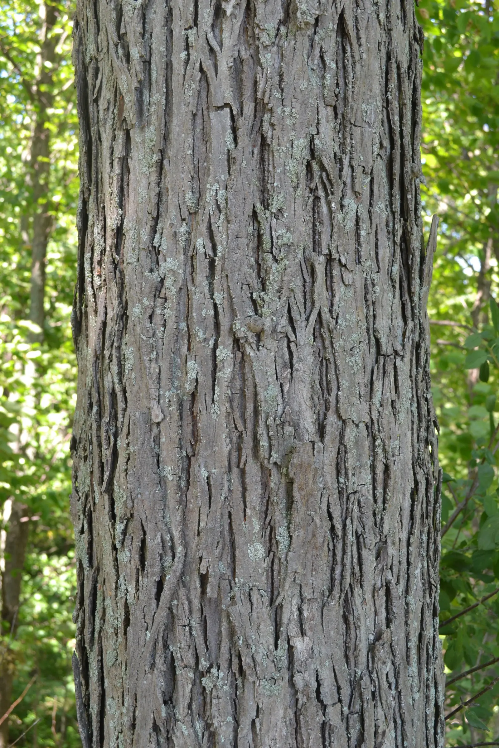 Red Hickory (Carya Ovalis) — which is a rich gray-brown with interlacing ridges and furrows