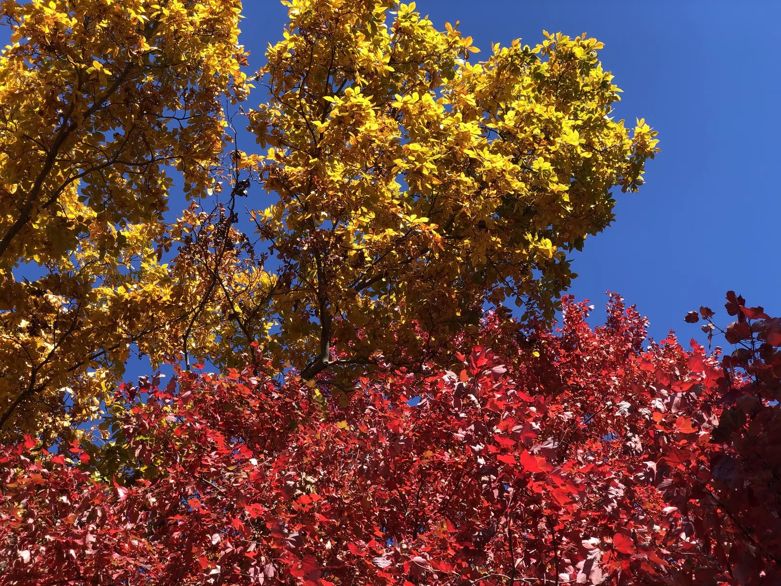 Red Hickory (Carya Ovalis) — providing year-round visual interest