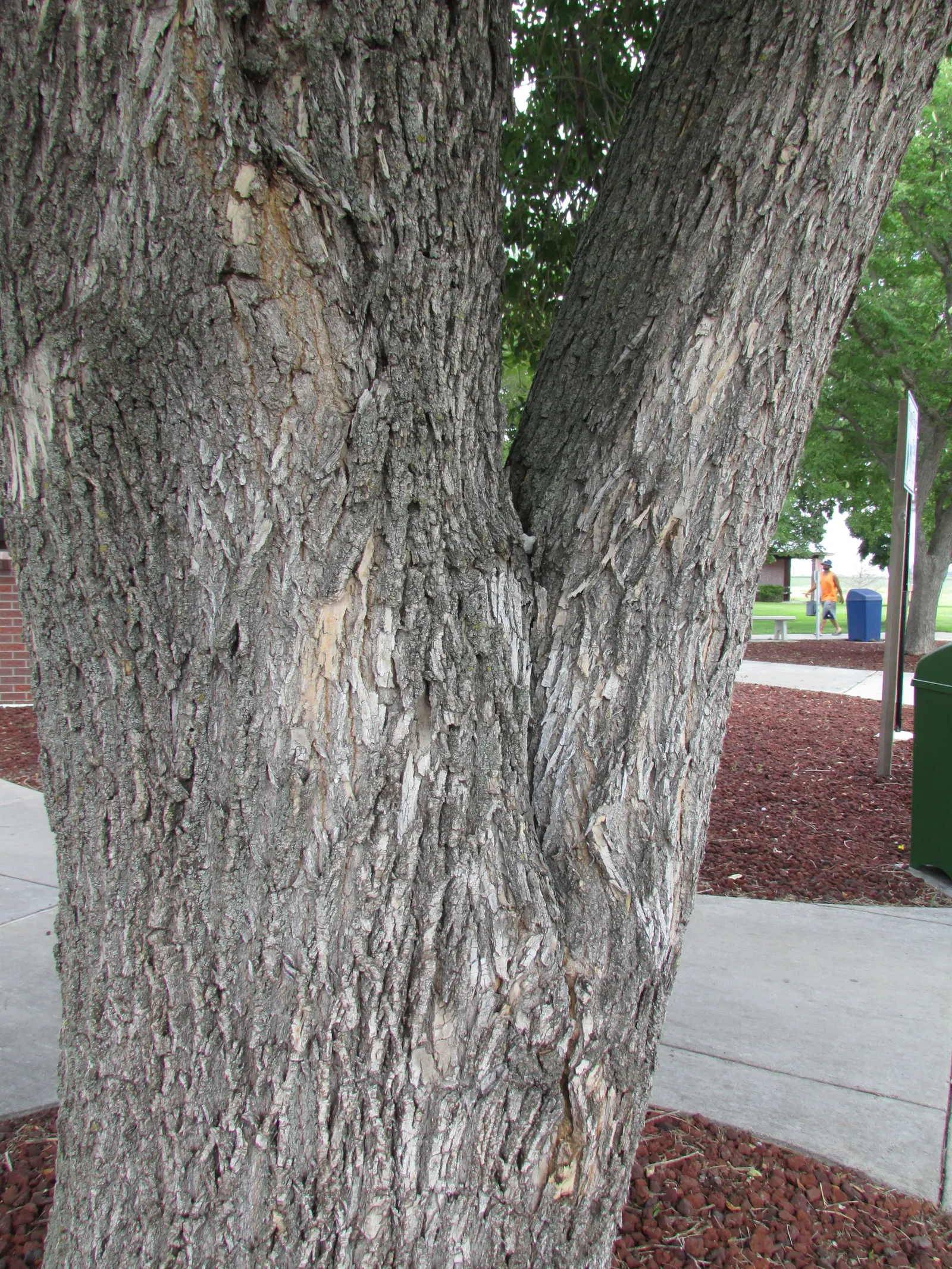 Red Hickory (Carya Ovalis) — Prefers well-drained soil and full sun to partial shade