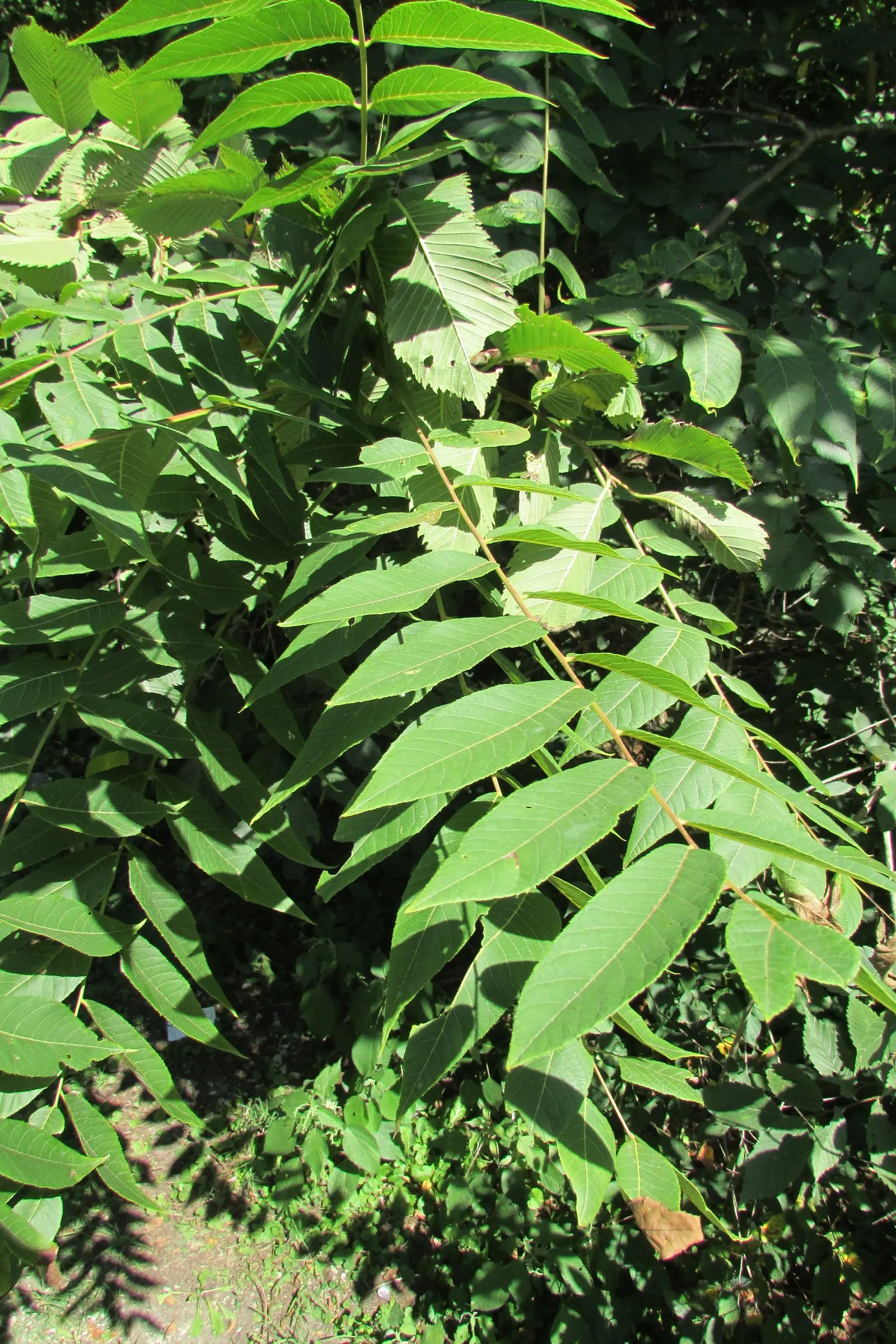Red Hickory (Carya Ovalis) — Ideal for adding vertical interest in larger landscapes