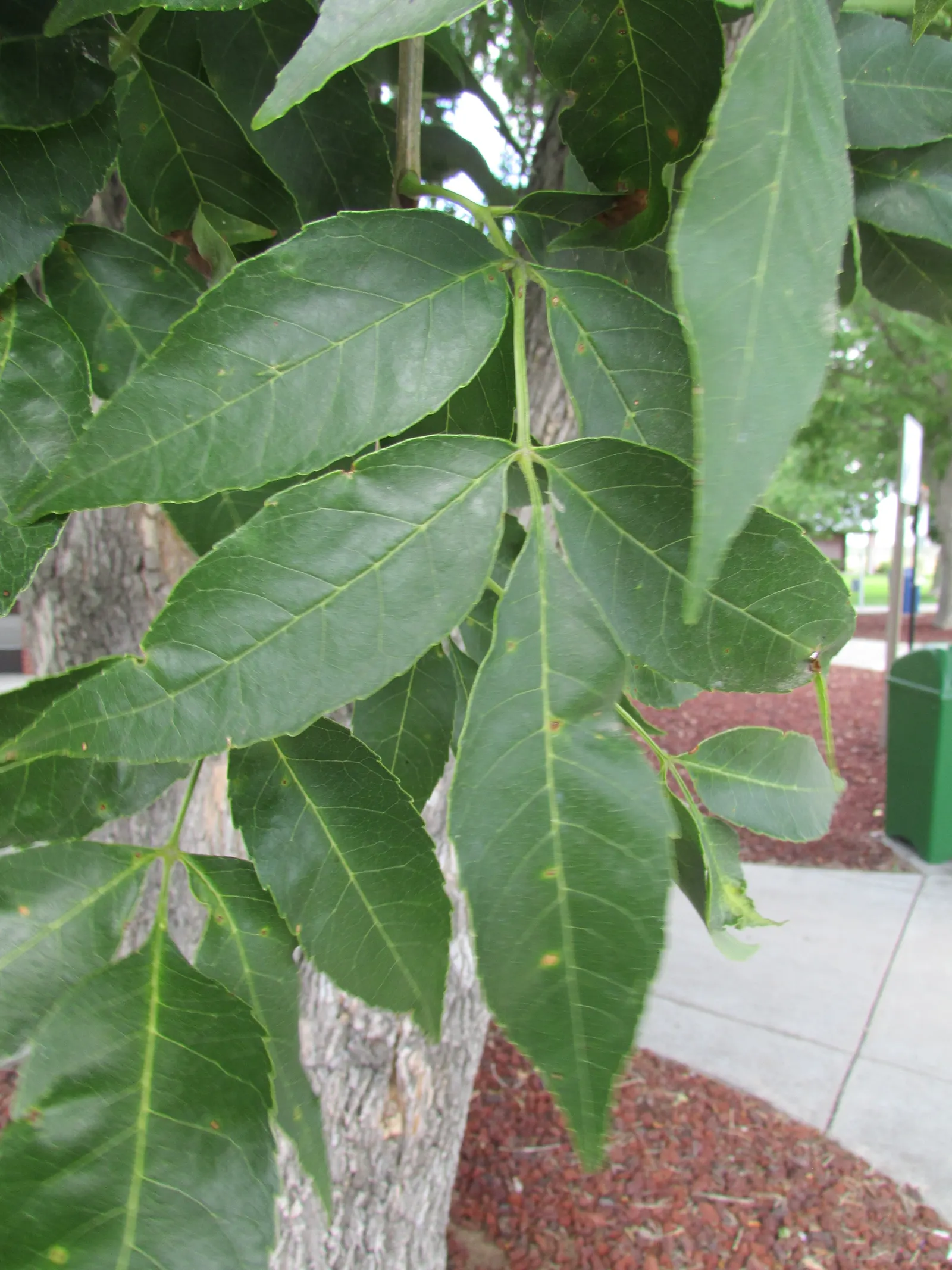Red Hickory (Carya Ovalis) — Red Hickory (Carya ovalis), a deciduous tree, typically reaches 60 to 80 ft with a spread of 20 to 30 ft