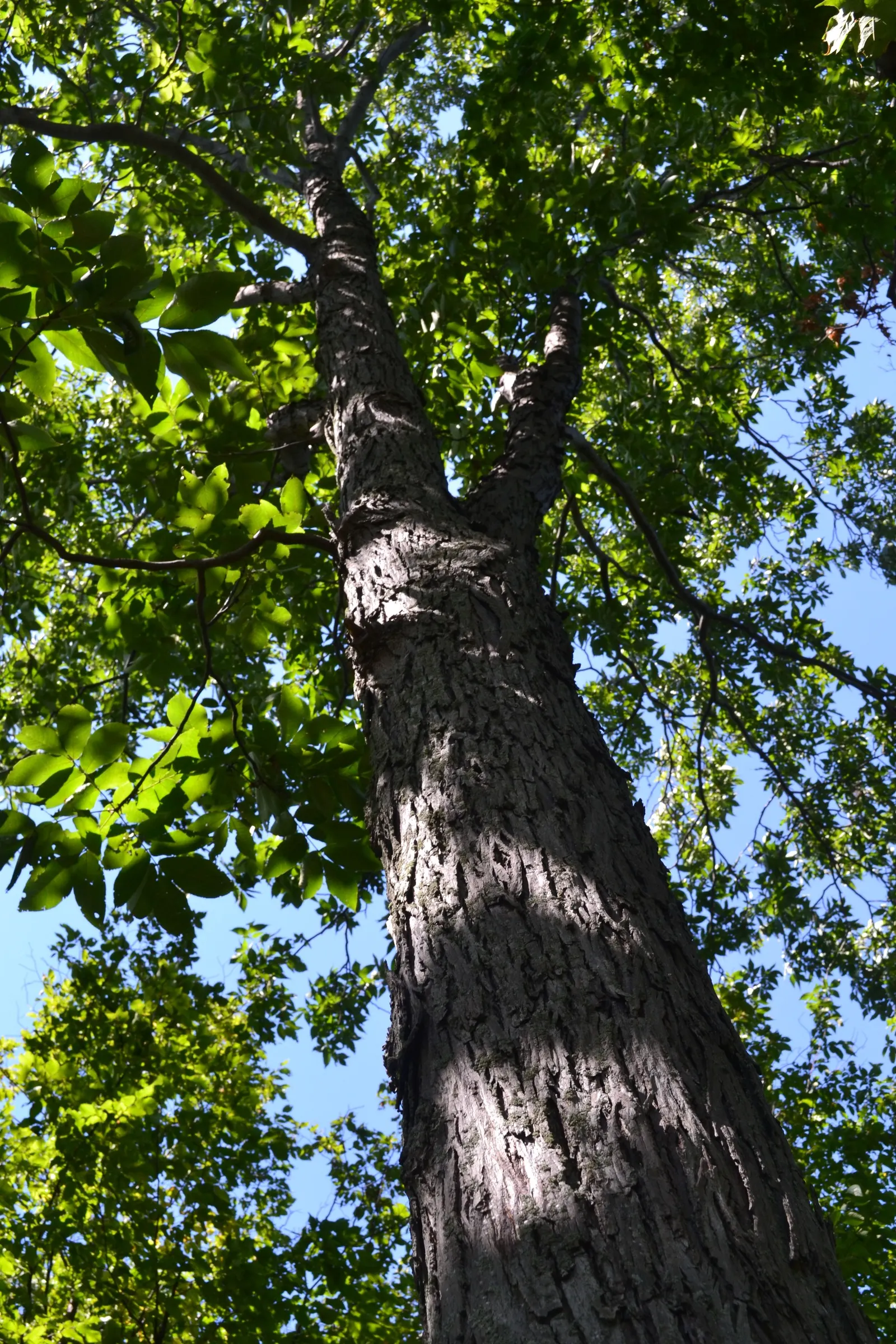 Red Hickory (Carya Ovalis) — Hardy, with slow to moderate growth