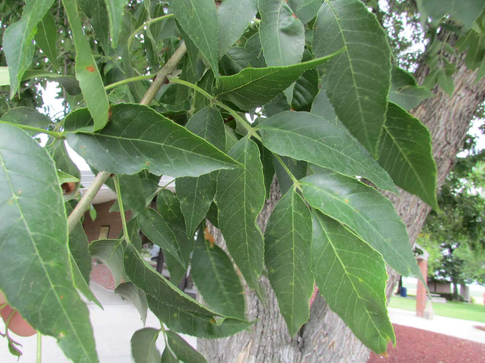 Red Hickory (Carya Ovalis) — Its oblong, serrated leaves turn golden in fall, and its bark is tight and vertically ridged