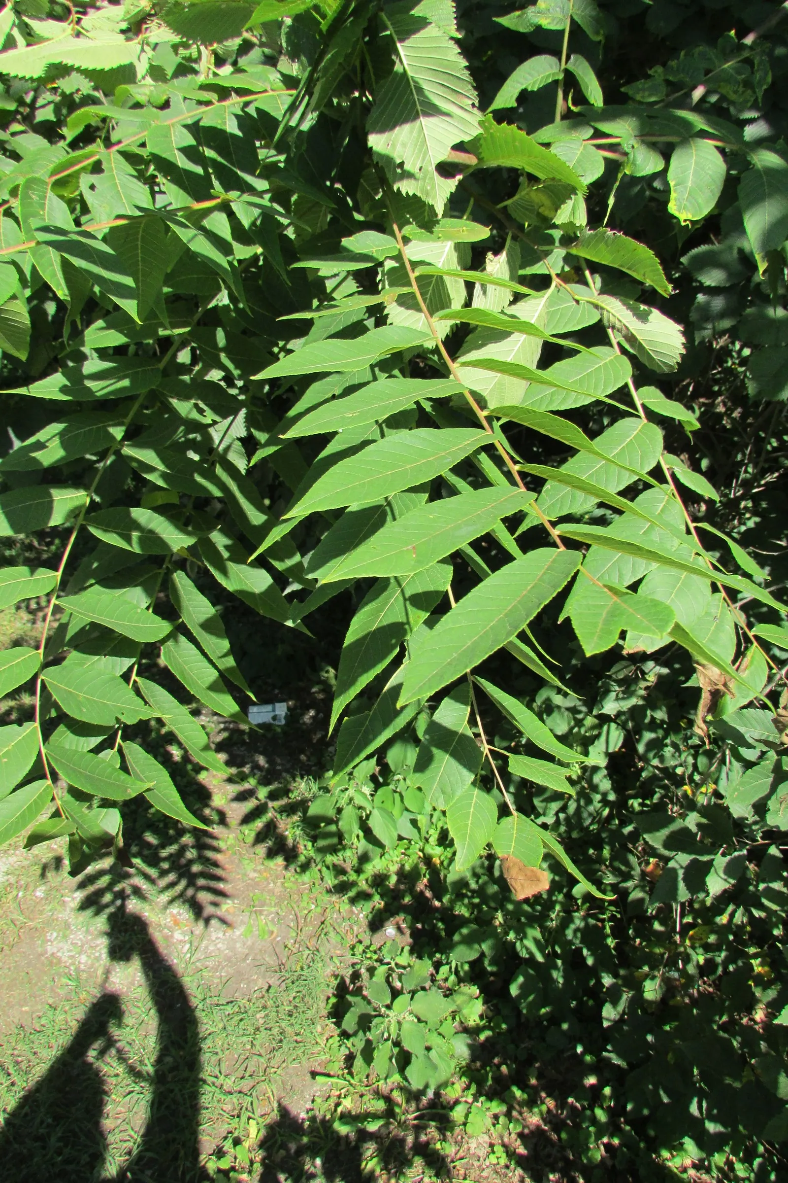 Red Hickory (Carya Ovalis) — preferring well-drained soils but is adaptable to various soil conditions