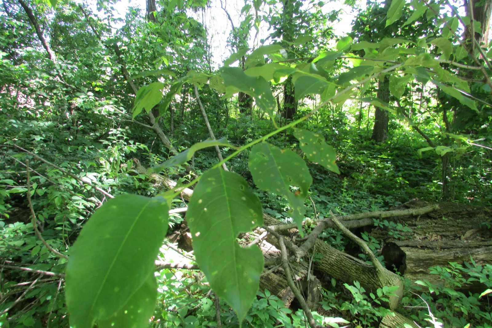 Red Hickory (Carya Ovalis) — Native to the eastern United States