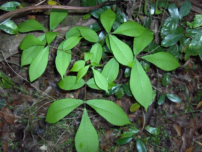 Red Hickory (Carya Ovalis) — including those that are dry or occasionally wet.<br><br>A defining trait of the Red Hickory is its bark