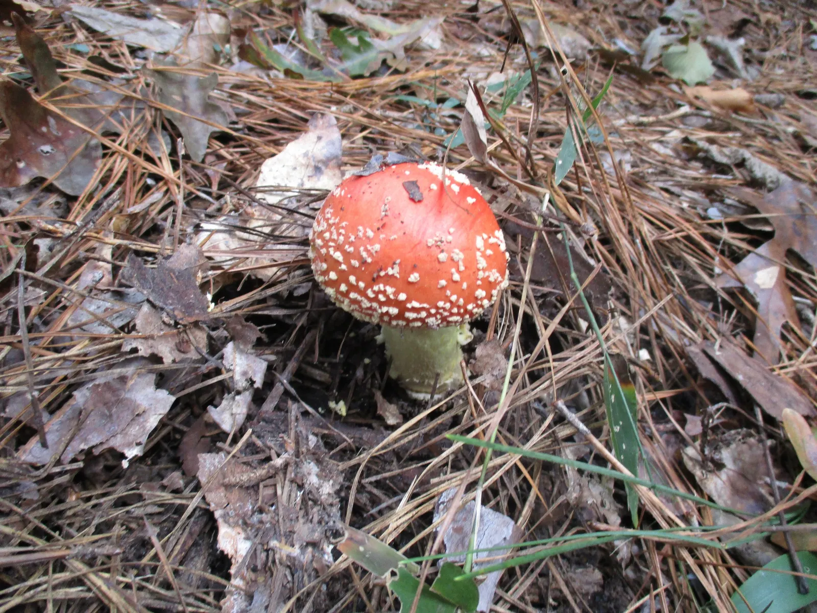 Red Hickory (Carya Ovalis) — Produces edible nuts enclosed in thin husks, attracting wildlife