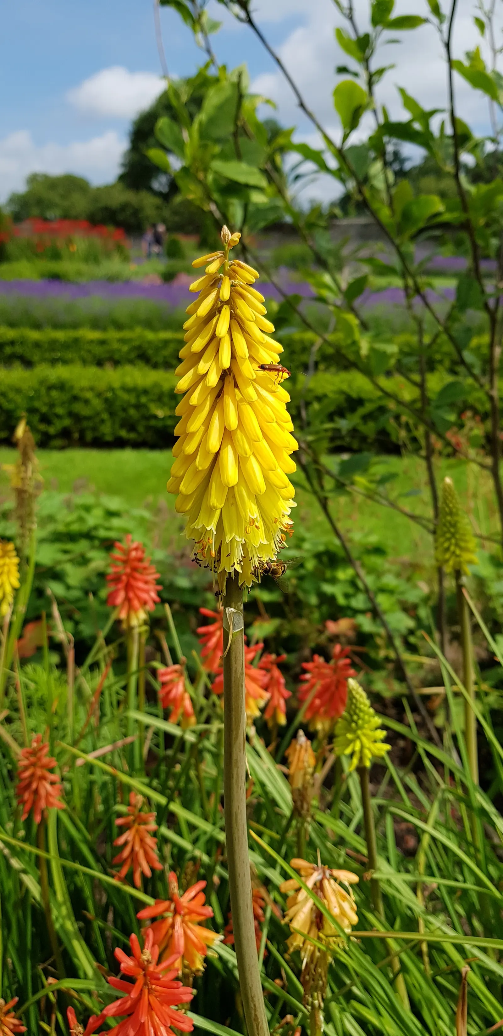 Dwarf Lemon Hot Poker (Kniphofia 'Lemon Popsicle') — commonly known as the Dwarf Lemon Hot Poker