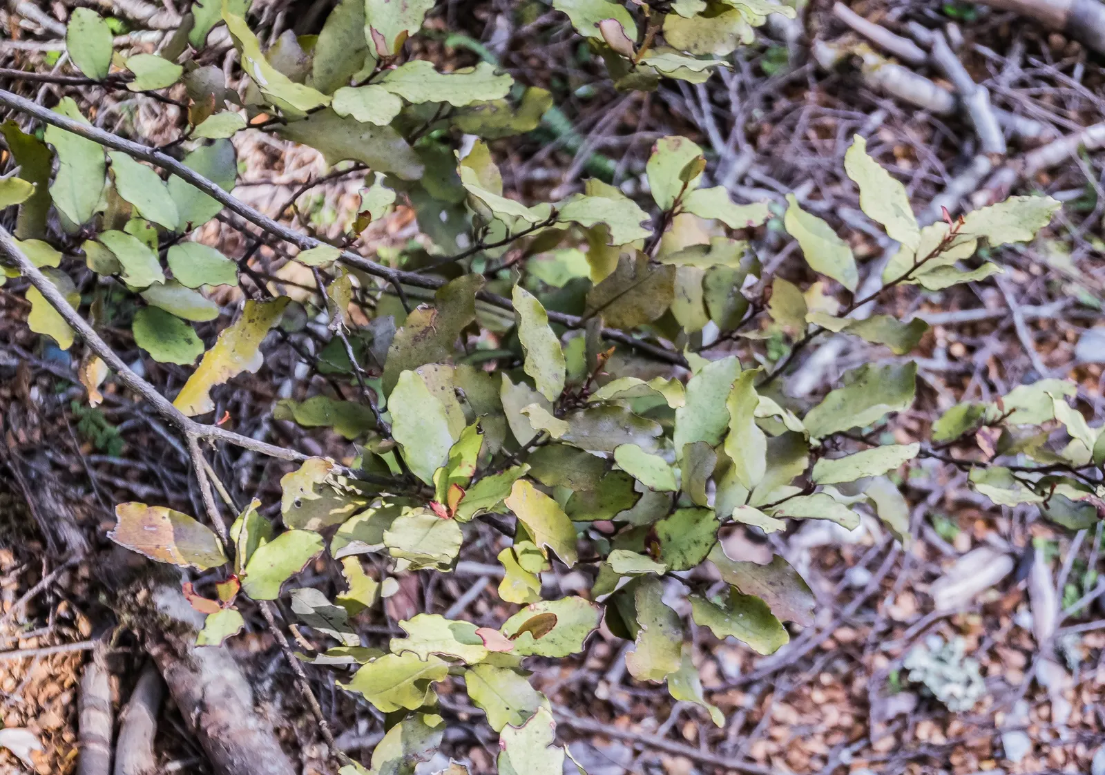 Mountain Pepper (Drimys Lanceolata) — which exude a subtle yet pleasing fragrance.<br><br>Adaptable to a range of conditions