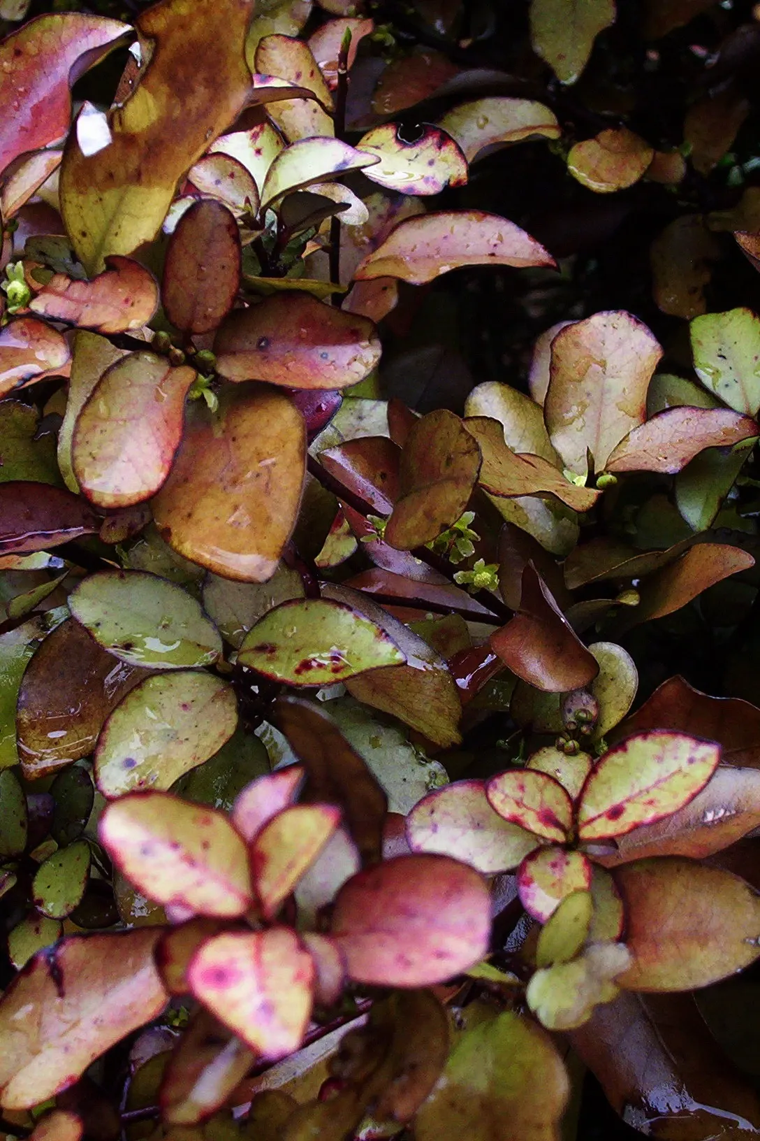 Mountain Pepper (Drimys Lanceolata) — followed by peppery red-black berries