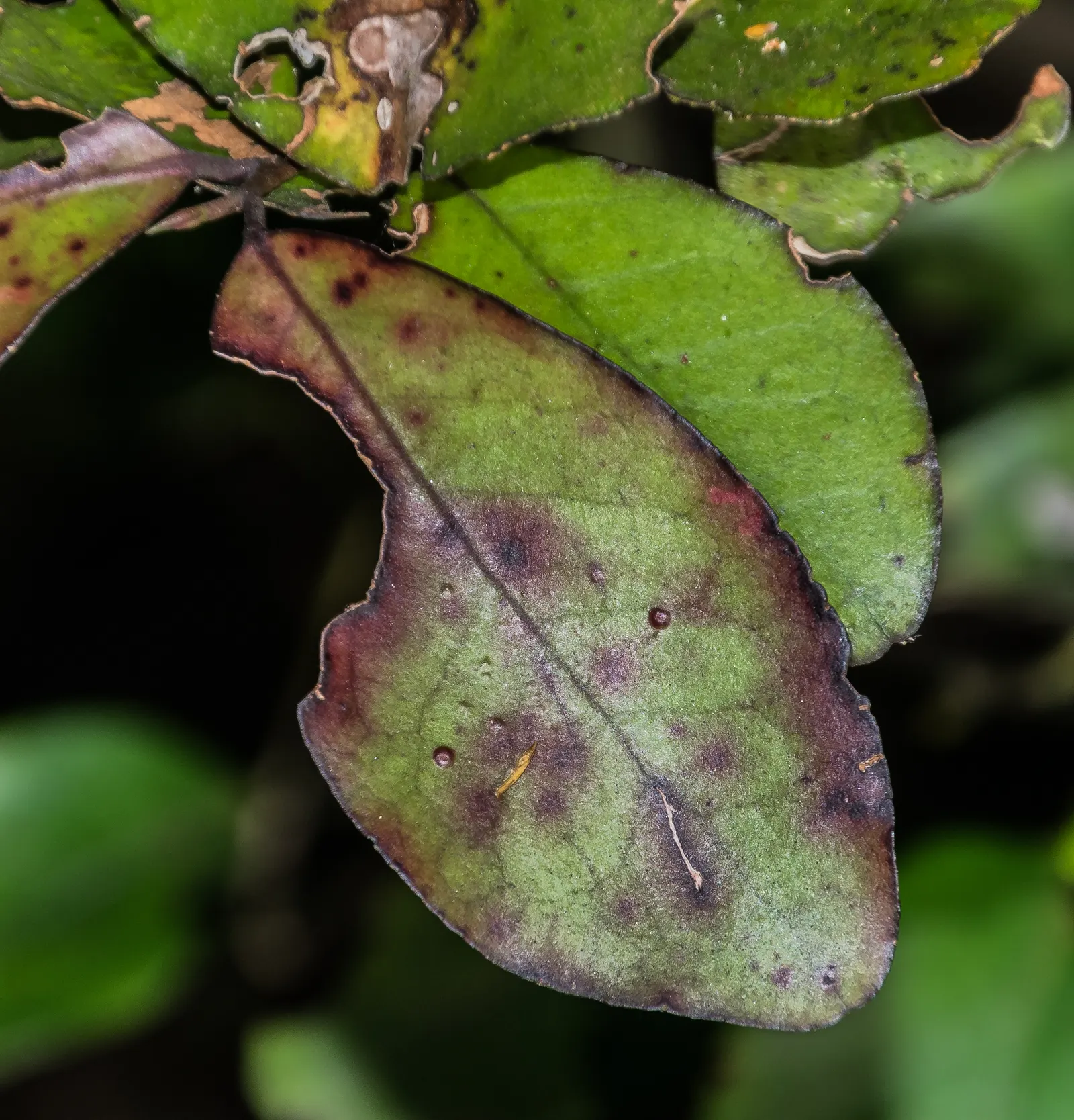 Mountain Pepper (Drimys Lanceolata) — which exude a subtle yet pleasing fragrance.<br><br>Adaptable to a range of conditions; despite its common name, it is