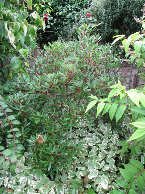 Mountain Pepper (Drimys Lanceolata) — An eye-catching addition to any garden; followed by peppery red-black berries
