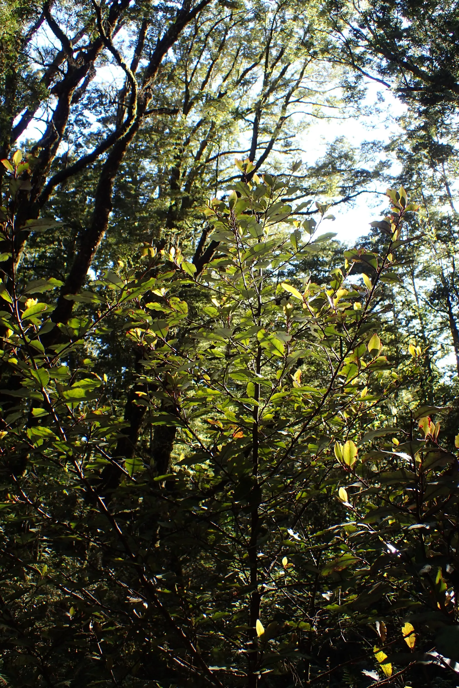 Mountain Pepper (Drimys Lanceolata) — with a glossy green upper surface and a contrasting paler underside; with a spread of 4 to 6 feet