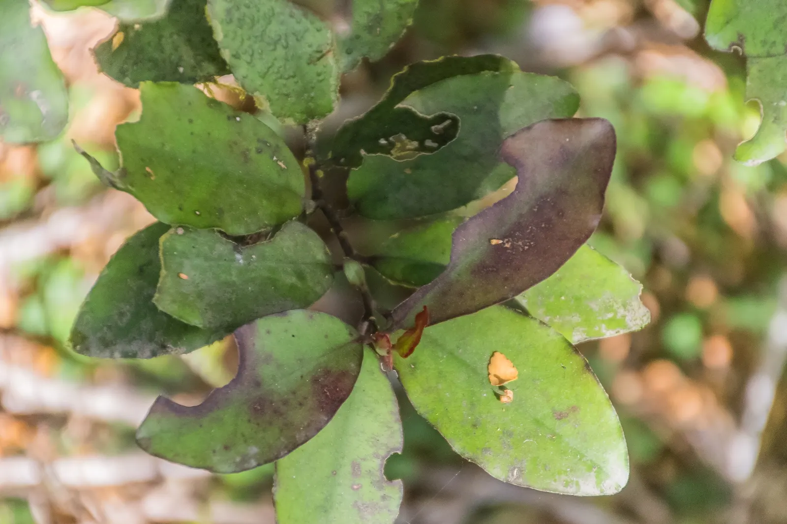 Mountain Pepper (Drimys Lanceolata) — white flowers in the garden