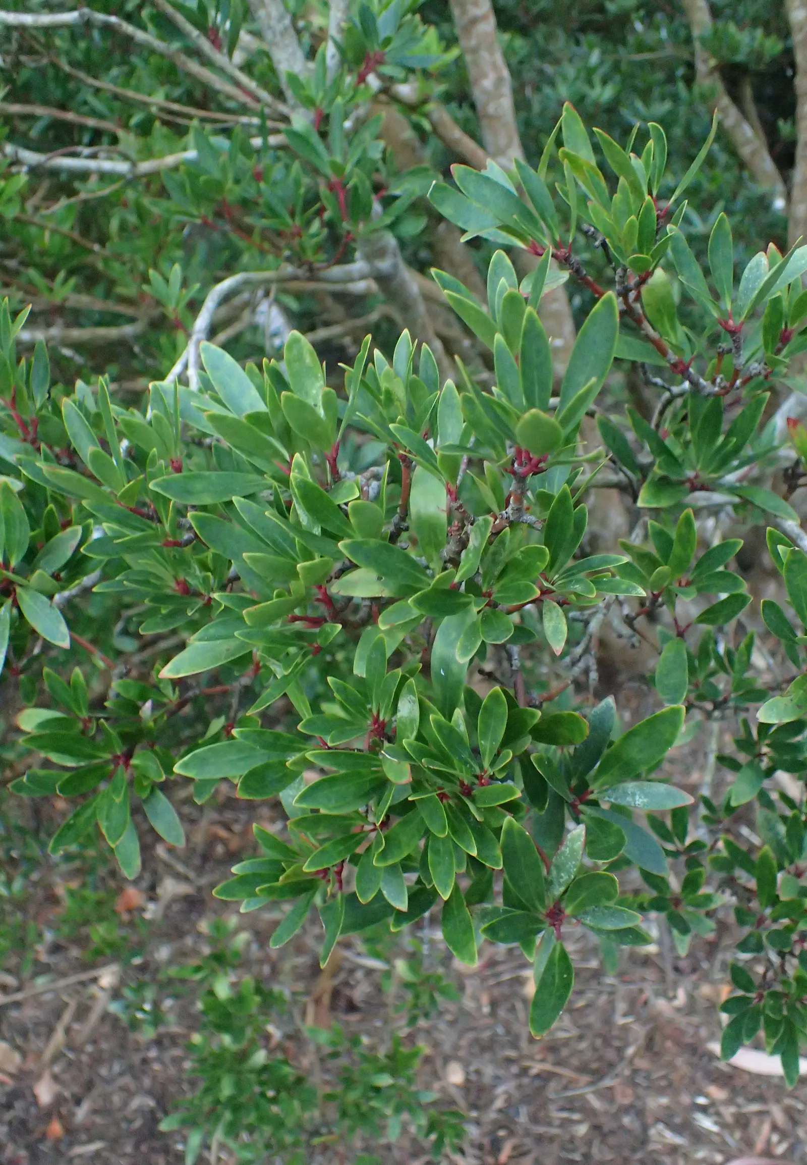 Mountain Pepper (Drimys Lanceolata) — scientifically named Drimys lanceolata; despite its common name, it is fairly frost-resistant, tolerating temperatures