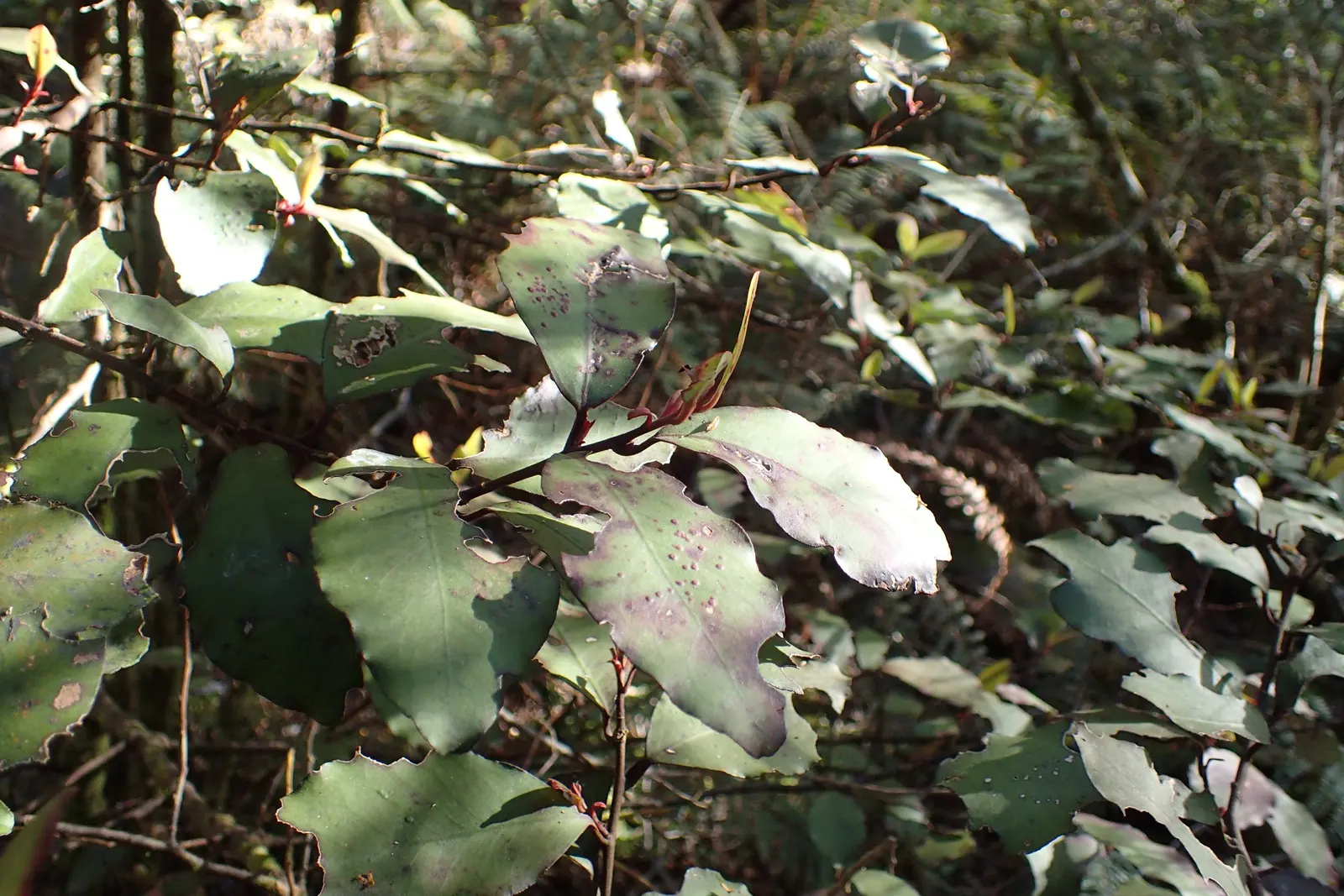 Mountain Pepper (Drimys Lanceolata) — Despite its common name, it is fairly frost-resistant, tolerating temperatures down to around -4&deg;F