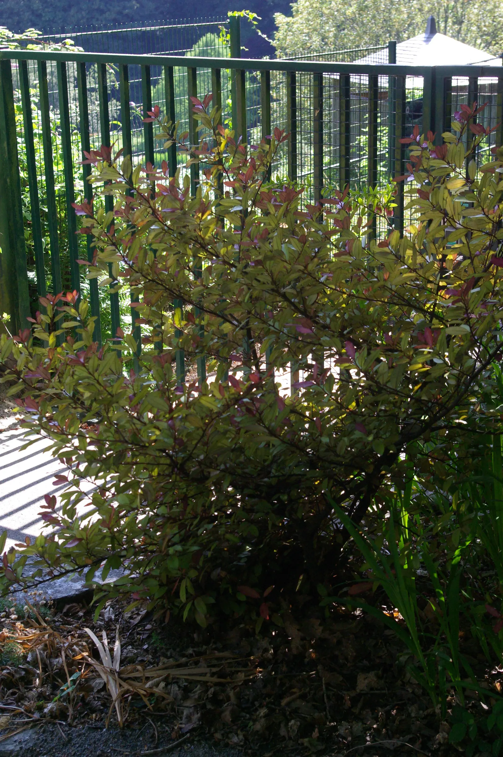 Mountain Pepper (Drimys Lanceolata) — Drimys lanceolata prefers well-drained