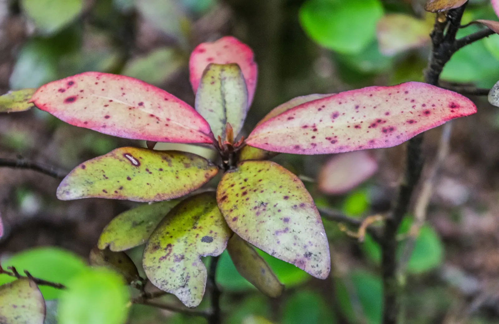Mountain Pepper (Drimys Lanceolata) — Mountain Pepper (Drimys lanceolata) is an evergreen shrub; followed by peppery red-black berries