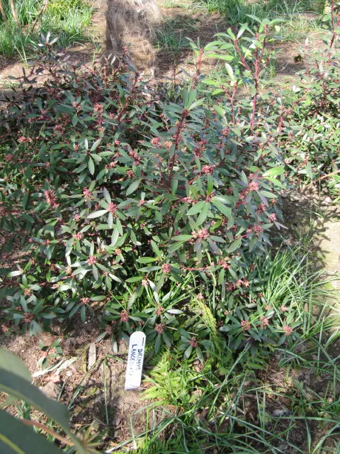 Mountain Pepper (Drimys Lanceolata) — lance-shaped leaves that are aromatic when crushed; followed by peppery red-black berries
