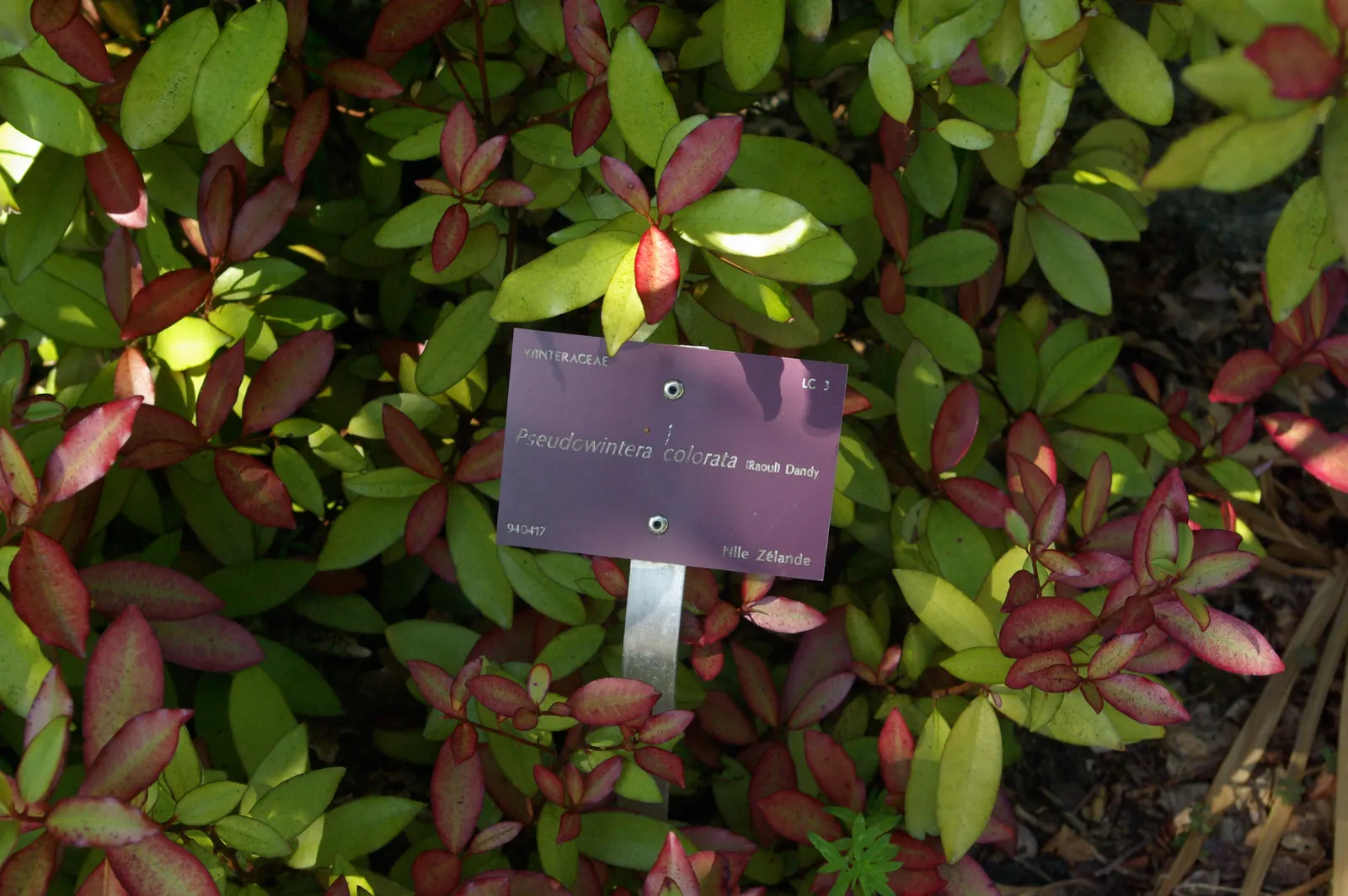 Mountain Pepper (Drimys Lanceolata) — with a spread of 4 to 6 feet; despite its common name, it is fairly frost-resistant, tolerating temperatures down to