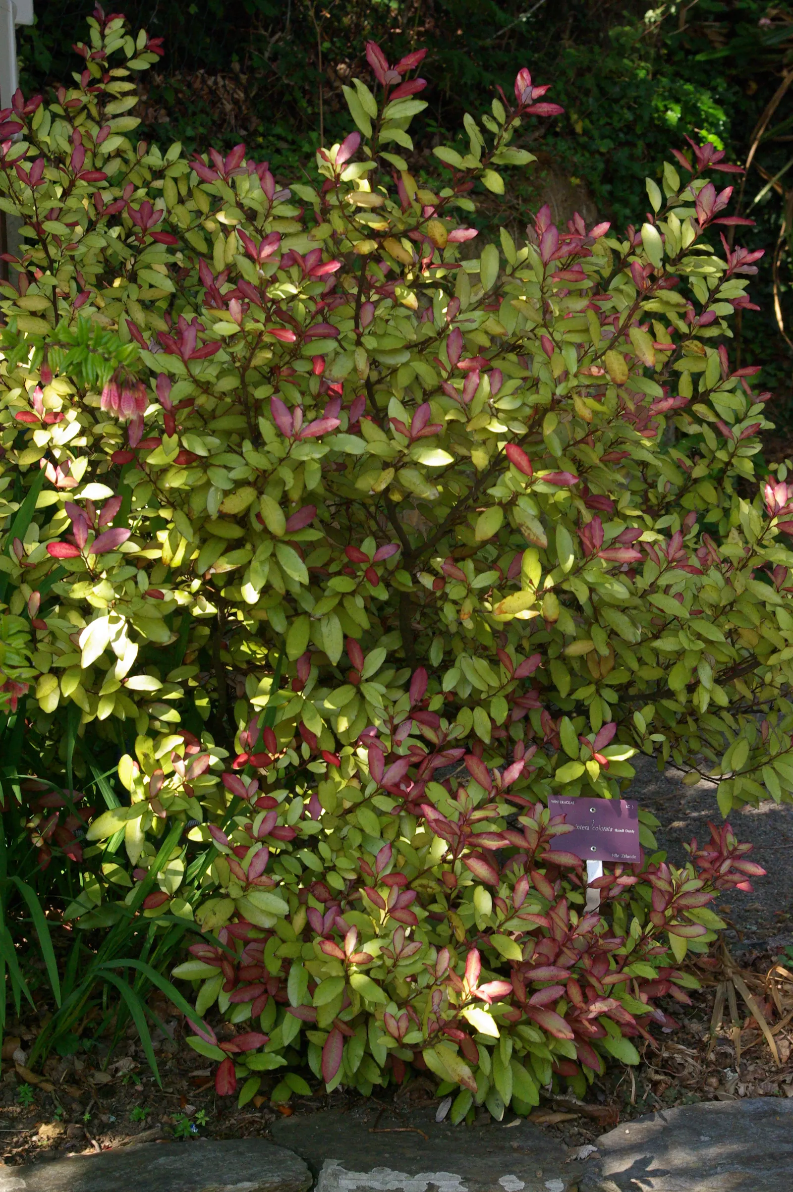 Mountain Pepper (Drimys Lanceolata) — Consider incorporating Drimys lanceolata into your design for a multifaceted and resilient garden feature