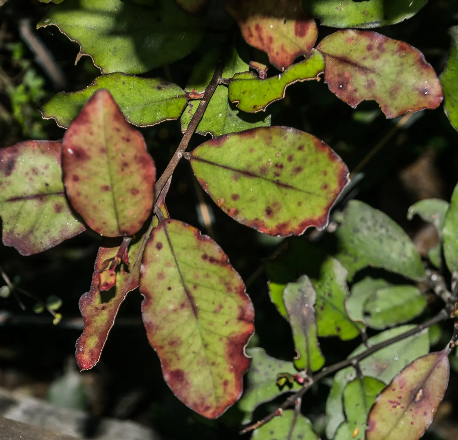 Mountain Pepper (Drimys Lanceolata) — aromatic kick to culinary dishes