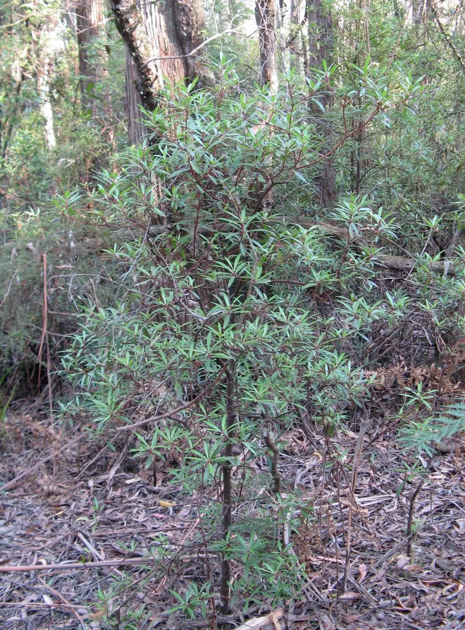 Mountain Pepper (Drimys Lanceolata) — especially for younger plants; mature specimens