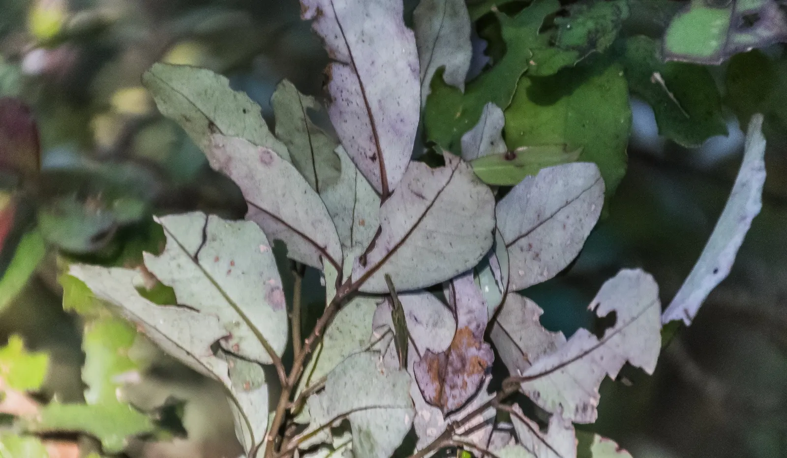 Mountain Pepper (Drimys Lanceolata) — slightly acidic soil and can thrive in full sun to partial shade; followed by peppery red-black berries