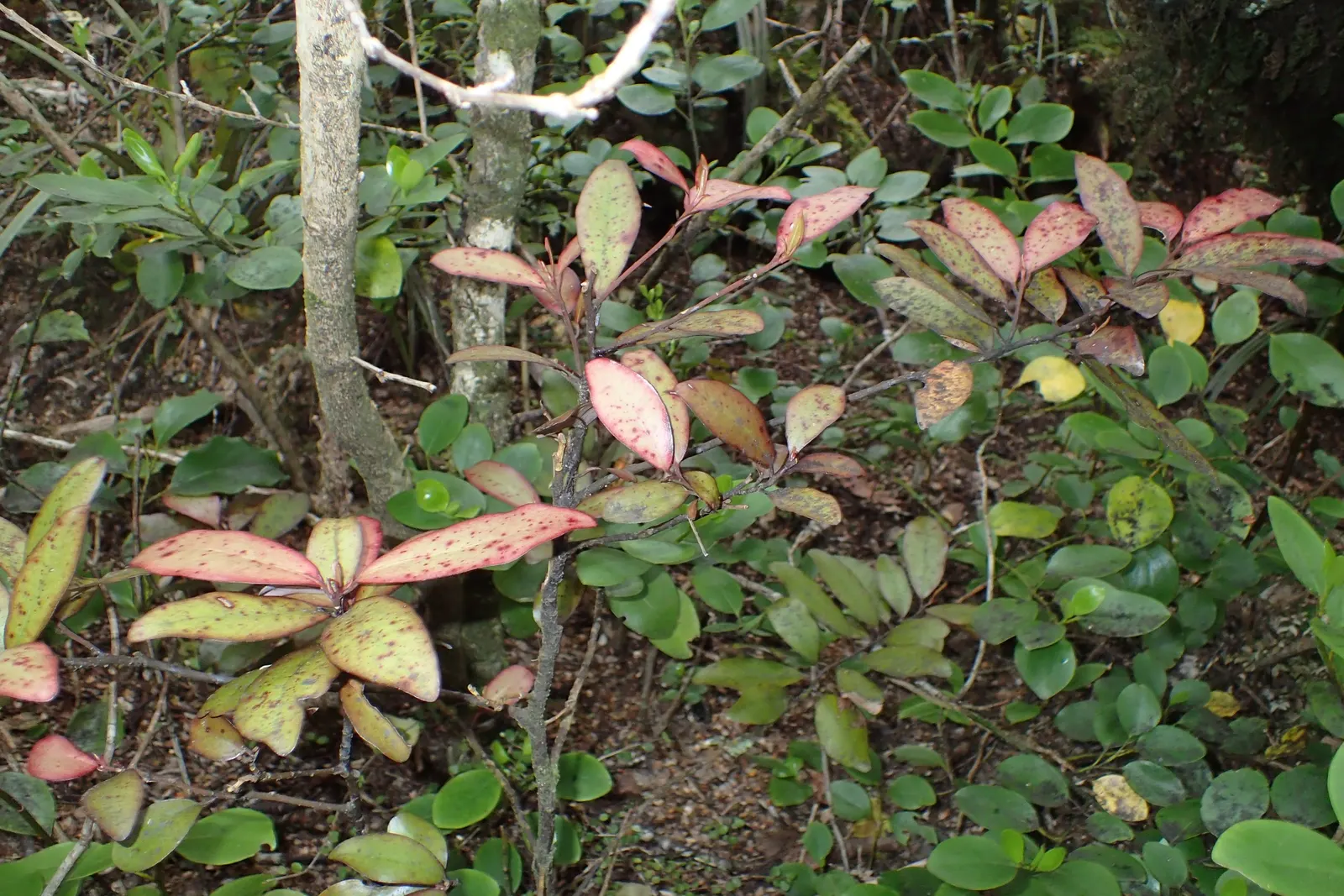Mountain Pepper (Drimys Lanceolata) — scientifically named Drimys lanceolata